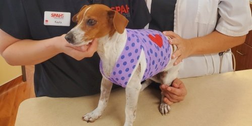 Emergency vet at Sienna Plantation Animal Hospital in Missouri City, TX